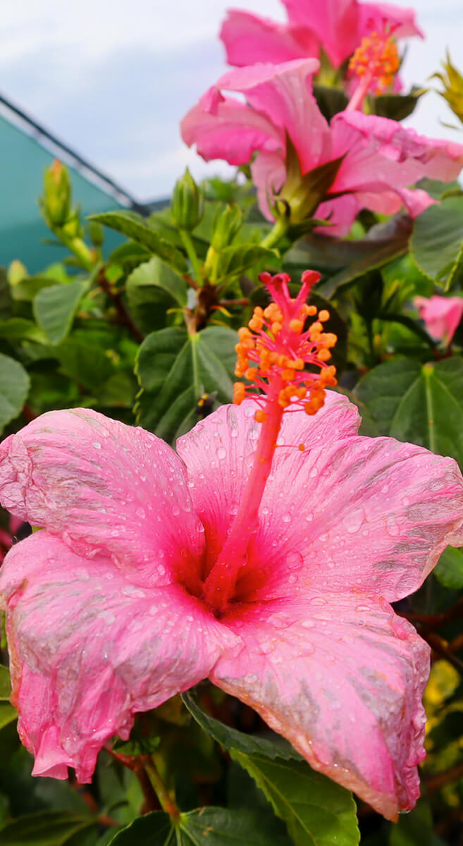 A pink flower from the Garden Center at A Touch of Green in Homer Glen